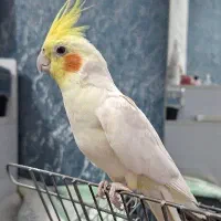 پرنده هلندی