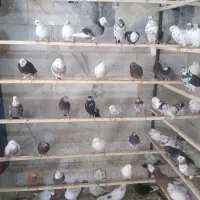 پرنده سرای عمو کاظم|پرنده|چهاردانگه (تهران), |دیوار