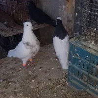 کبوتر رنگی|پرنده|سبزوار, مدرس|دیوار