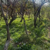 فروش زمین ۵۰۰ متری در کلاک پایین|فروش زمین و ملک کلنگی|کرج, کلاک پایین|دیوار