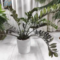 گل زاموفیلیا بلک و سبز