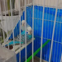 مرغ عشق|پرنده|بندر امام خمینی, |دیوار