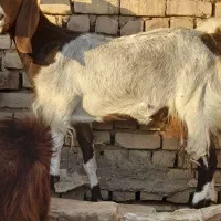 بز شیرا فروشی|حیوانات مزرعه|بردسکن, |دیوار