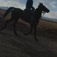 نعل بندی و خرید فروش انواع اسب