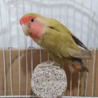 طوطی برزیلی