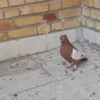 کبوتر نر سینه سرخ