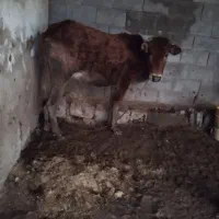 گاو ابستن|حیوانات مزرعه|جره و بالاده, |دیوار