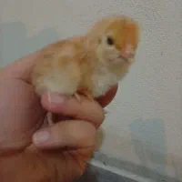 ۱۳عدد جوجه مرغ محلی یک هفته ای