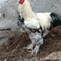 خروس برهما