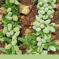 نهالستان الوین تولید کننده انواع نهال|خدمات باغبانی و درختکاری|شهر بابک, |دیوار