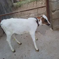 گاودورگه