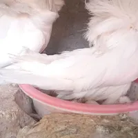 سوپر شامپیون بشرط تخم ونطفه