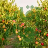 جشنواره پاییزی فروش نـهــال تا 40٪ تخفیف ویژه|خدمات باغبانی و درختکاری|اردبیل, |دیوار