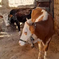 گاو و گوساله|حیوانات مزرعه|کرمانشاه, |دیوار