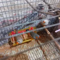 سه عدد فنج تخم گذار