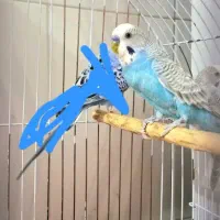مرغ عشق نر