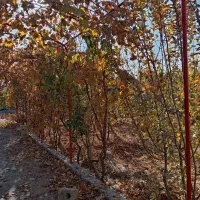 فروش باغ 700 متری