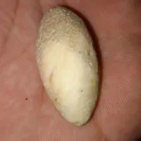 مهره خاص|جواهرات|کرمان, |دیوار