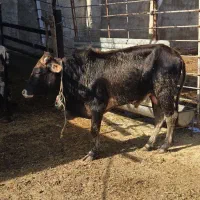 گوساله نر محلی یکسال|حیوانات مزرعه|نورآباد ممسنی, |دیوار