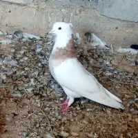 کفتر رنگی . طوقی .پلاکی|پرنده|رامشیر, |دیوار