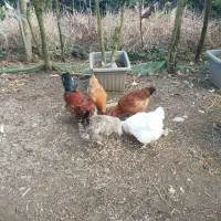 فروش مرغ و خروس محلی|حیوانات مزرعه|تنکابن, |دیوار