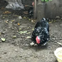 خروس کوچین بلک متلد|حیوانات مزرعه|بابل, |دیوار