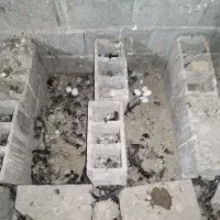 بوقلمون یک ساله در حال تخم درشت و آماده|حیوانات مزرعه|مشهد, کوشش|دیوار