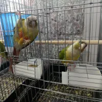 جفت مولد واقعی گیرنچیک