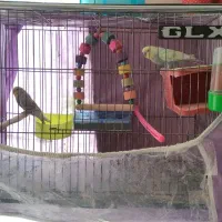 یک جفت مرغ عشق با قفس و تمام وسایل|پرنده|گلبهار, شهر جدید گلبهار|دیوار