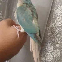 گرینچیک پاین اپل