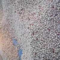 لوبیا چیتی سرحدی