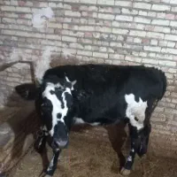 گوساله