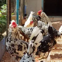 تخم مرغ گلین