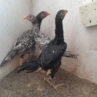 جوجه لاری اوشامو