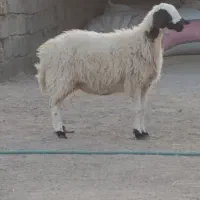 میش باغینی جوان یک زه 4ماه ابستن