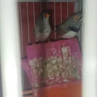 فنچ|پرنده|مشهد, انقلاب|دیوار