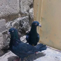 کبوتر