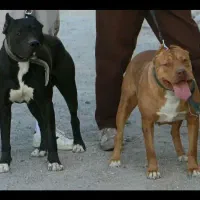 سگ پیتبول آمریکایی