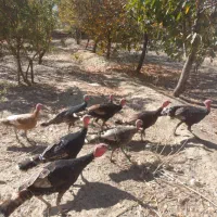 غاز وبوقلمون مرغ وقوغاز|حیوانات مزرعه|گلپایگان, |دیوار