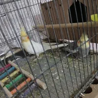 حمیدیه|پرنده|حمیدیه, |دیوار