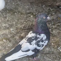 قره کوینک ، شازده