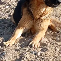 واگذاری ژرمن|سگ|تبریز, |دیوار