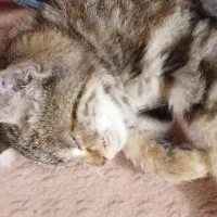 گربه|گربه|یزد, |دیوار