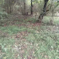 علفزنی و‌چمنزنی|خدمات باغبانی و درختکاری|کیاشهر, |دیوار