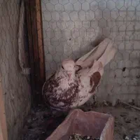 کفتر غریبگیری|پرنده|رباطکریم, رباطکریم|دیوار