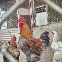 خروس برهما