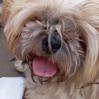 سگ نژاد شیتزو