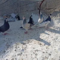 کفتر