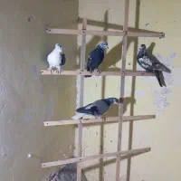 کفتر|پرنده|مشهد, کوه سنگی|دیوار