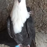 کبوتر رنگی آس